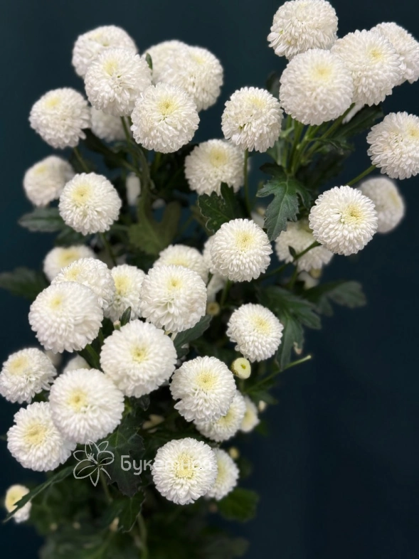 Хризантема кустовая &laquo;Ньютон&raquo;
