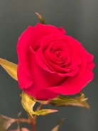 Роза &laquo;Готча&raquo; 0