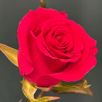 Роза «Готча»