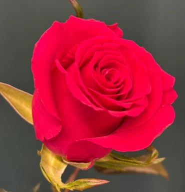 Роза «Готча»