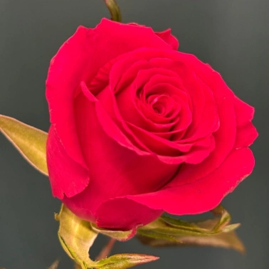 Роза «Готча»