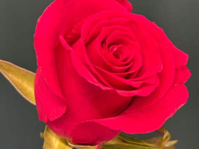 Роза «Готча»