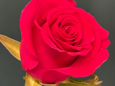 Роза «Готча»