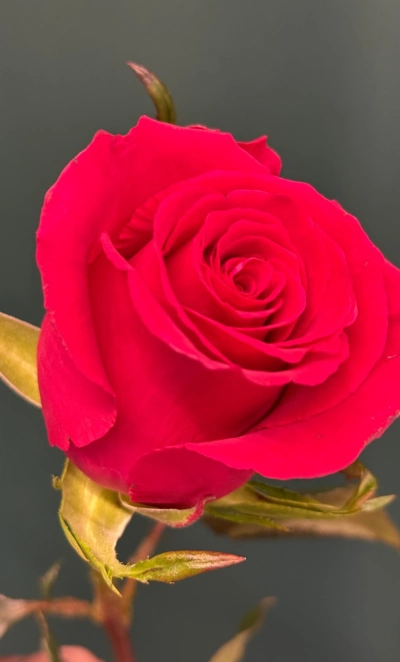 Роза «Готча»