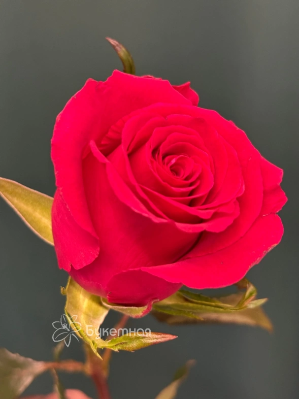 Роза &laquo;Готча&raquo;