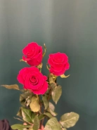 Роза &laquo;Готча&raquo; 1