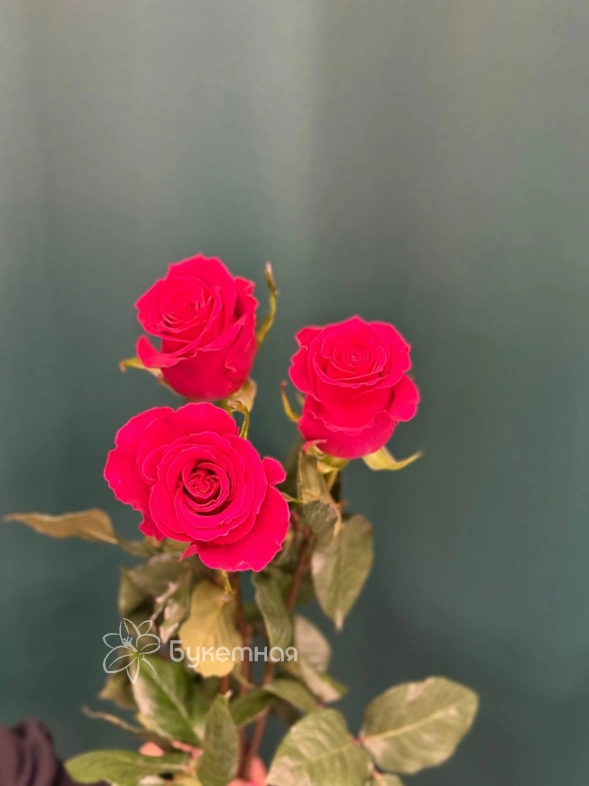 Роза &laquo;Готча&raquo;