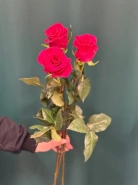 Роза &laquo;Готча&raquo; 2