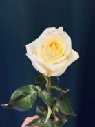 Роза пионовидная &laquo;Канделайт&raquo; 1