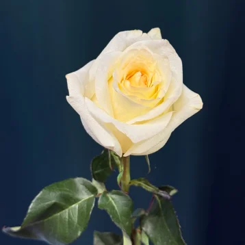 Роза пионовидная «Канделайт»