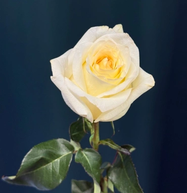 Роза пионовидная «Канделайт»