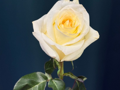 Роза пионовидная «Канделайт»