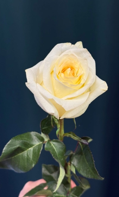 Роза пионовидная «Канделайт»