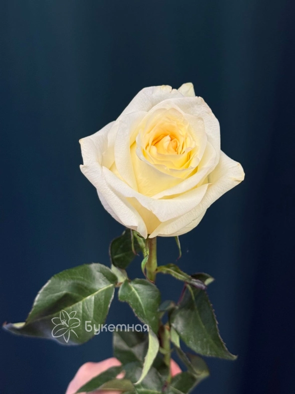 Роза пионовидная &laquo;Канделайт&raquo;