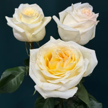 Роза пионовидная «Канделайт»