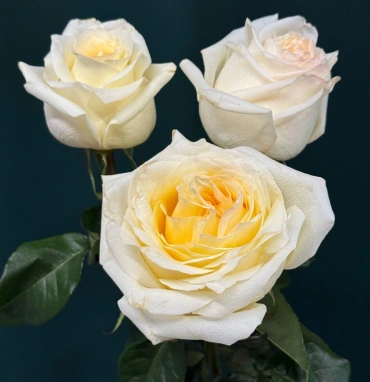 Роза пионовидная «Канделайт»