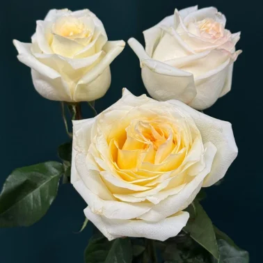 Роза пионовидная «Канделайт»