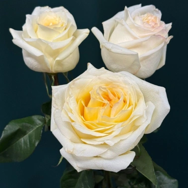 Роза пионовидная «Канделайт»