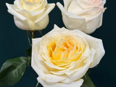 Роза пионовидная «Канделайт»