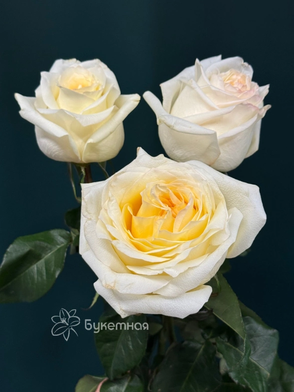 Роза пионовидная &laquo;Канделайт&raquo;