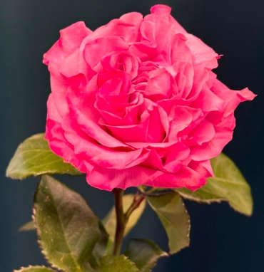 Сортовая пионовидная роза 60 см «Кантри»