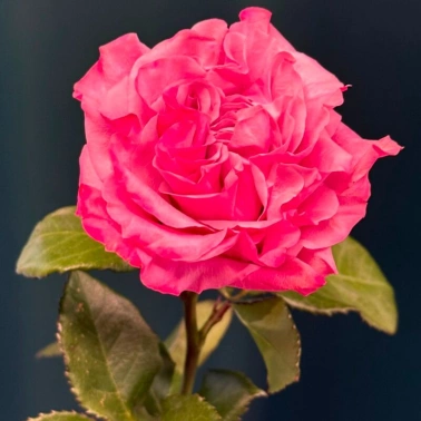 Сортовая пионовидная роза 60 см «Кантри»