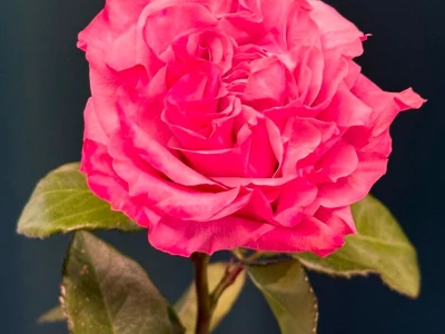 Сортовая пионовидная роза 60 см «Кантри»