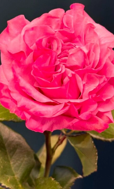 Сортовая пионовидная роза 60 см «Кантри»