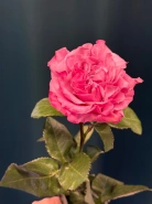 Сортовая пионовидная роза 60 см &laquo;Кантри&raquo; 0