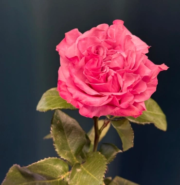 Сортовая пионовидная роза 60 см «Кантри»