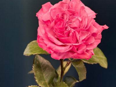 Сортовая пионовидная роза 60 см «Кантри»