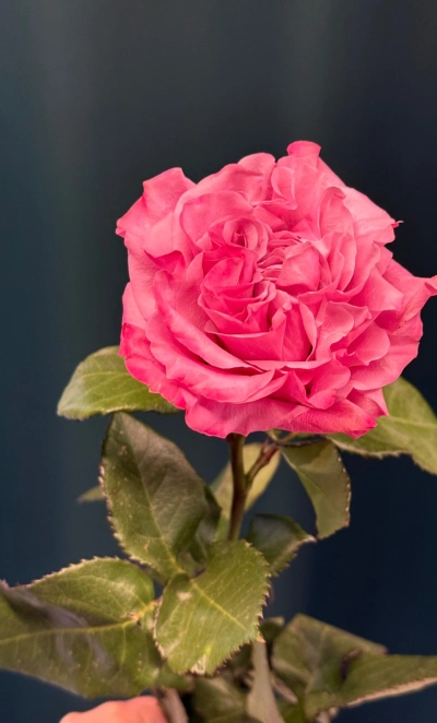 Сортовая пионовидная роза 60 см «Кантри»