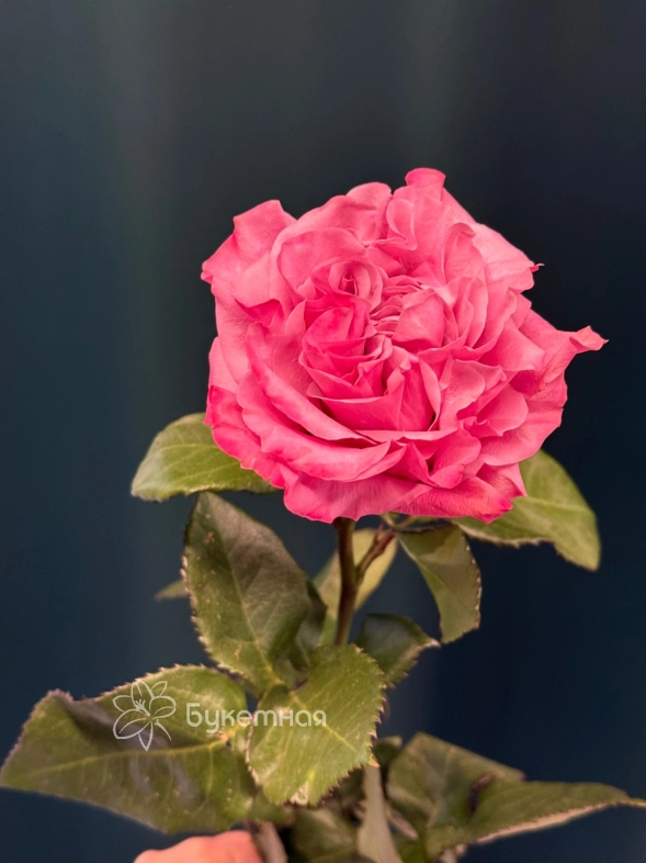 Сортовая пионовидная роза 60 см &laquo;Кантри&raquo;