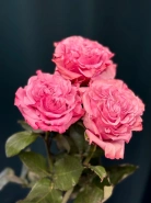 Сортовая пионовидная роза 60 см &laquo;Кантри&raquo; 1