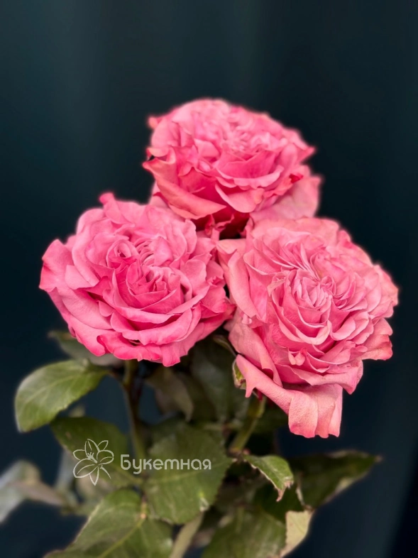 Сортовая пионовидная роза 60 см &laquo;Кантри&raquo;