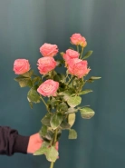 Роза кустовая пионовидная &laquo;Мадам Бомбастик&raquo; 0