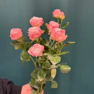 Роза кустовая пионовидная «Мадам Бомбастик»