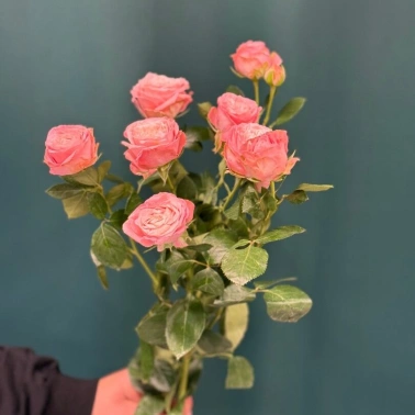 Роза кустовая пионовидная «Мадам Бомбастик»