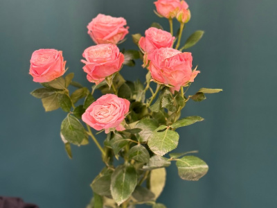 Роза кустовая пионовидная «Мадам Бомбастик»