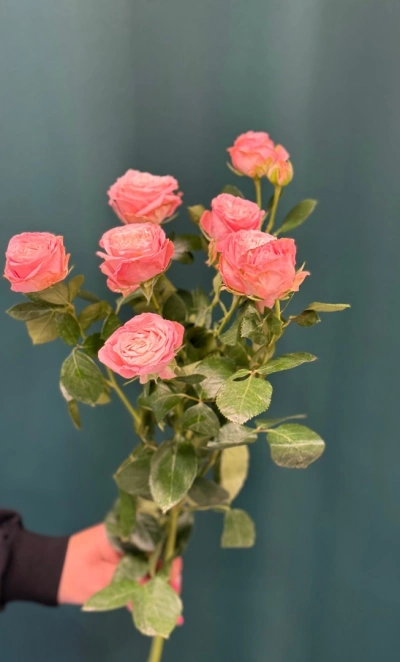 Роза кустовая пионовидная «Мадам Бомбастик»