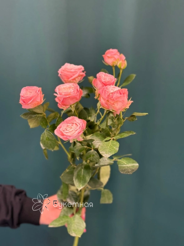 Роза кустовая пионовидная &laquo;Мадам Бомбастик&raquo;