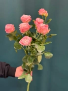 Роза кустовая пионовидная &laquo;Мадам Бомбастик&raquo; 1