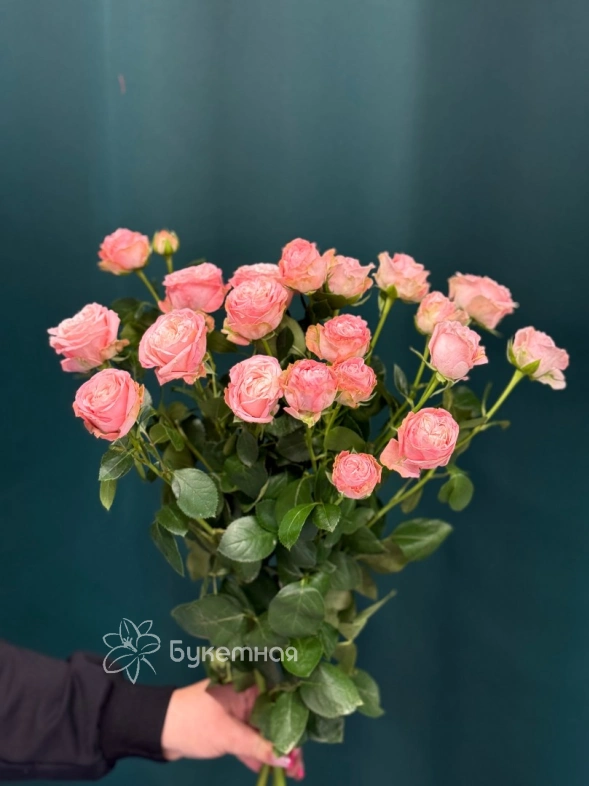 Роза кустовая пионовидная &laquo;Мадам Бомбастик&raquo;