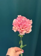 Диантус (Гвоздика) сортовая &laquo;Одноголовая&raquo; 1