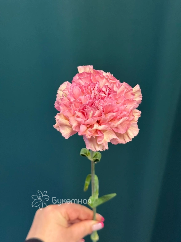 Диантус (Гвоздика) сортовая &laquo;Одноголовая&raquo;