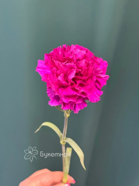 Диантус (Гвоздика) сортовая &laquo;Одноголовая&raquo;
