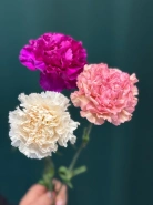 Диантус (Гвоздика) сортовая &laquo;Одноголовая&raquo; 0