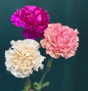 Диантус (Гвоздика) сортовая «Одноголовая»