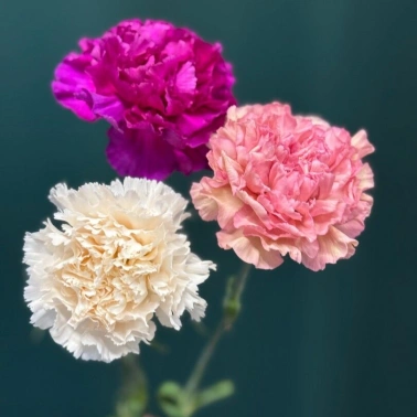 Диантус (Гвоздика) сортовая «Одноголовая»