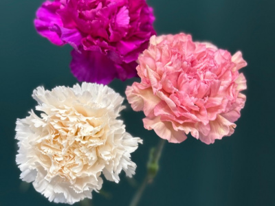 Диантус (Гвоздика) сортовая «Одноголовая»